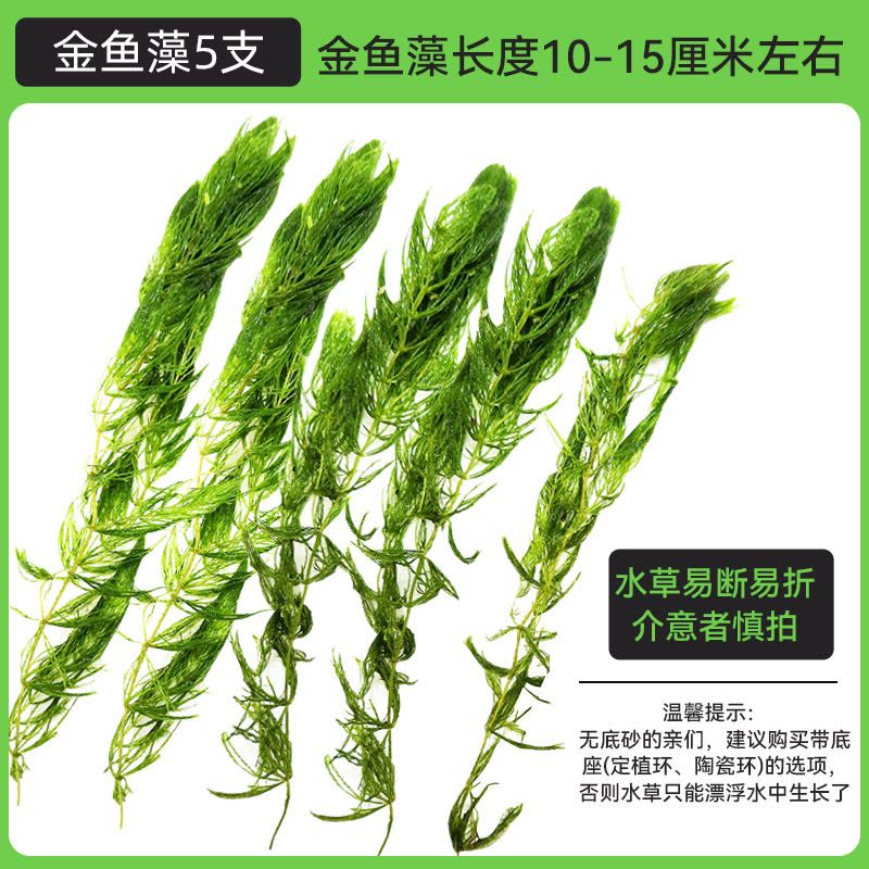金鱼藻蜈蚣草水草植物绿菊鱼缸造景水培真草养鱼草缸绿植净水新手图片
