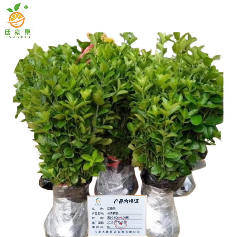 廷豪果 红掌 30cm /盆高清大图