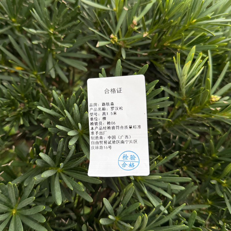 路轶森 罗汉松高 1.5米 棵高清大图