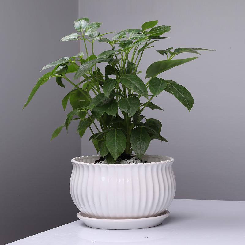 特大号白色花盆陶瓷带托盘圆形阳台室内多肉植物盆栽绿植花盆批