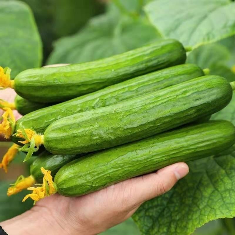 赛卡伊乳瓜水果黄瓜无刺生吃新鲜蔬菜农家自种现摘现发小黄瓜