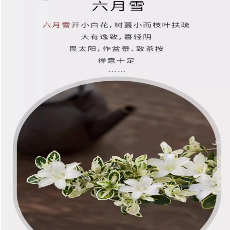 诚智旺 六月雪 35cm/株高清大图