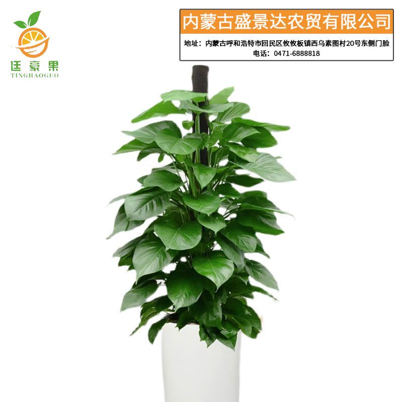 廷豪果 白瓷盆绿萝柱 180cm图片