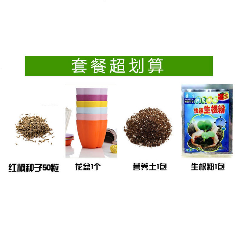 进口红枫种子 四季枫叶红庭院观叶植物林木种子 室内花卉盆栽种子