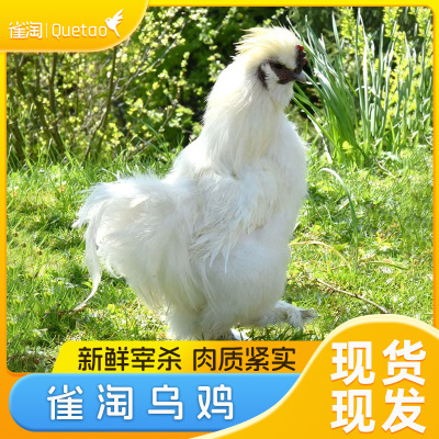 雀淘 白羽乌鸡800g/只 1只装新鲜现杀冷冻肉质鲜美农家慢养整只顺丰发货