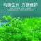 迷你对叶水草鱼缸装饰水草种子水草泥前景草真水草懒人造景速成草