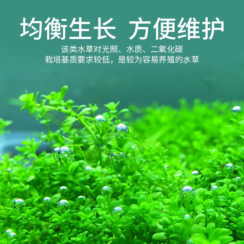 迷你对叶水草鱼缸装饰水草种子水草泥前景草真水草懒人造景速成草图片