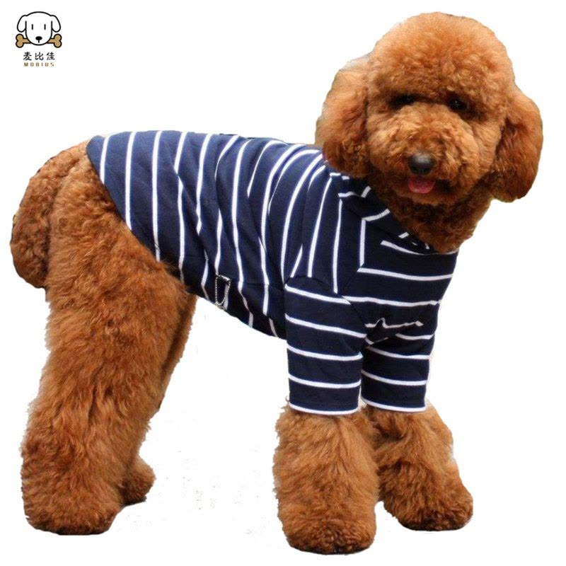 巨型贵宾犬幼犬 狗狗活体巨贵幼犬纯种血统巨大型泰迪贵宾宠物狗卷毛贵宾大型泰迪狗 健康保障视频挑选图片