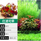爬地矮珍珠前景水草植物日本水下叶鱼缸造景水培真草古法养鱼趴地