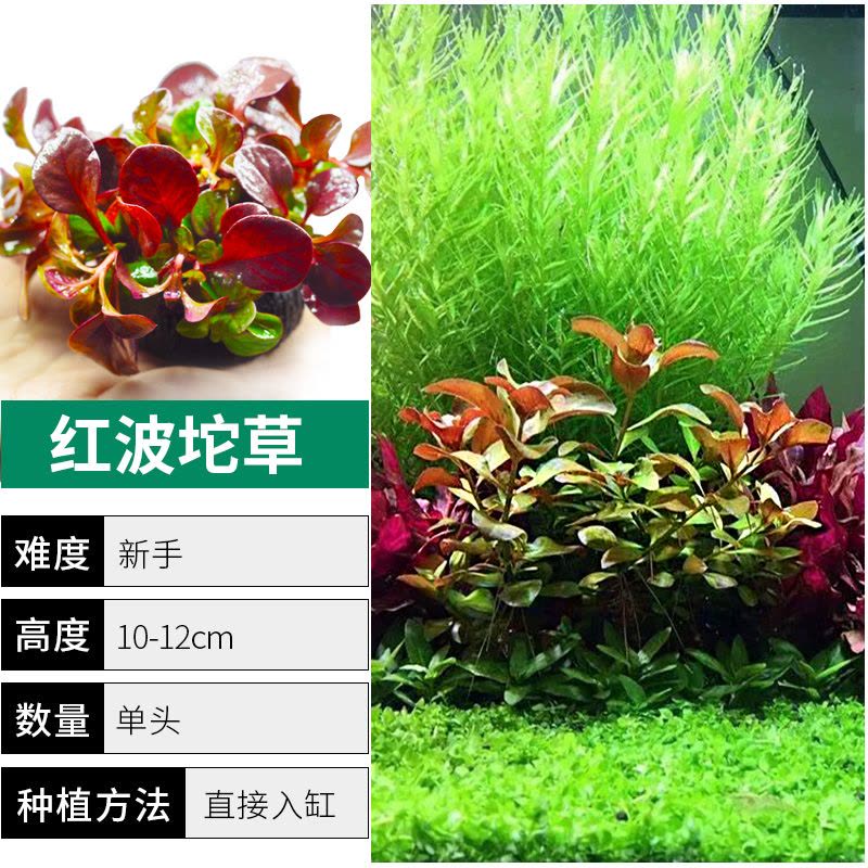 爬地矮珍珠前景水草植物日本水下叶鱼缸造景水培真草古法养鱼趴地图片