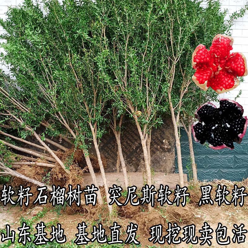 石榴树苗突尼斯软籽庭院果树盆栽地栽当年结果南北方甜特大石榴苗 黑美人 8年壮苗(带土带叶发货)