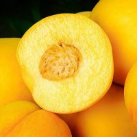 [苏鲜生]山东新鲜黄桃 蜜桃 新鲜水果桃子 产地直发 净重3斤装