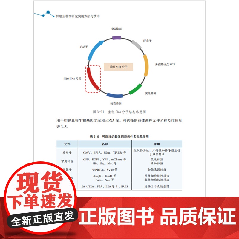 [店]肿瘤生物学研究实用方法与技术 医学高清大图