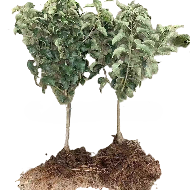 诚智旺 金香蕉苹果树 8-10公分 /棵高清大图