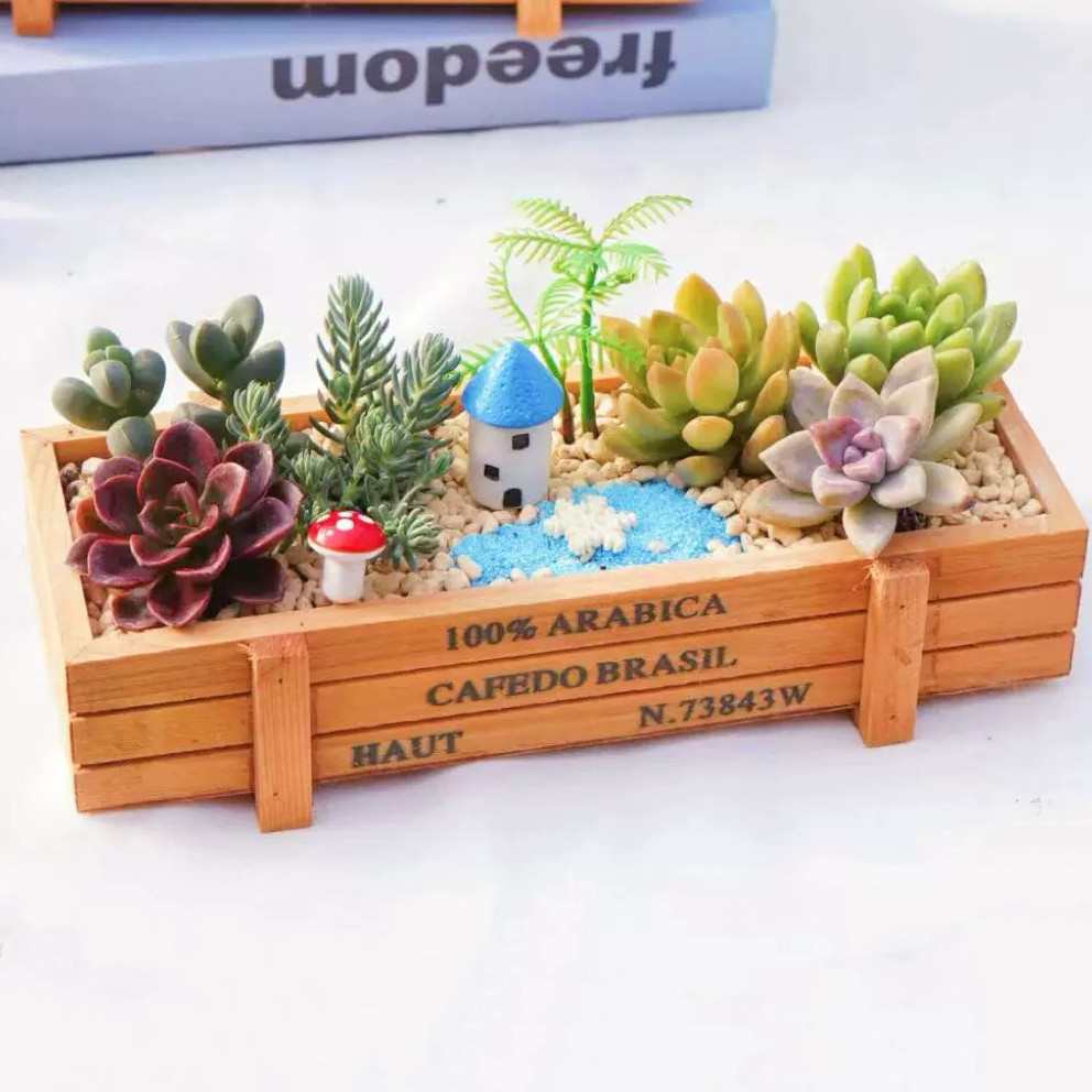 iChoice 多肉植物组合盆栽含盆含土创意diy拼盘花盆肉肉植物室内绿植花卉 碧海蓝天