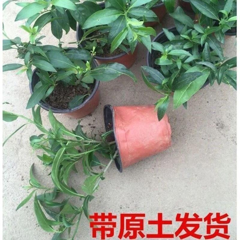 [原土]夜来香2年小苗一盆 专用肥