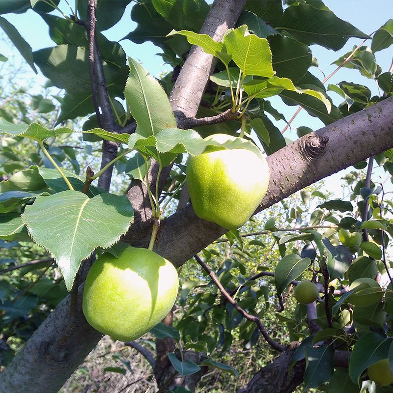 现摘早酥梨5斤小果新鲜批发当季水果时令脆甜青梨子整箱多汁陕西早酥梨带箱10斤梨子新鲜当季水果皇冠香梨