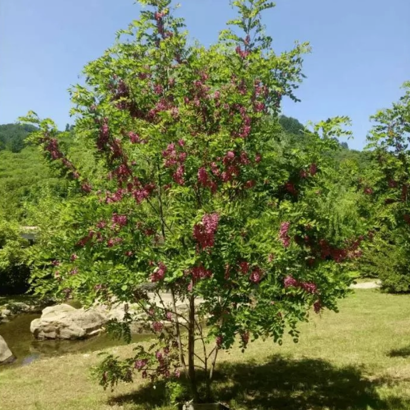 诚智旺 香槐 Ф80-120mm/束高清大图