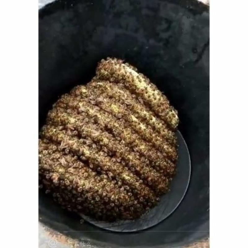 半斤 诱蜂专用蜂蜡500g天然养蜂蜡诱蜂蜂蜡招蜂水蜜蜂蜡招蜂用诱蜂蜡
