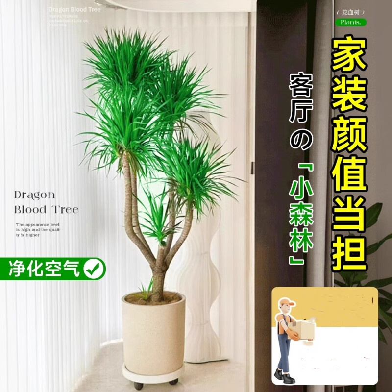 优橙 龙血树室内客厅盆栽花卉植物办公室盆景高清大图