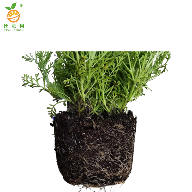 廷豪果 薰衣草 杯苗 /根高清大图