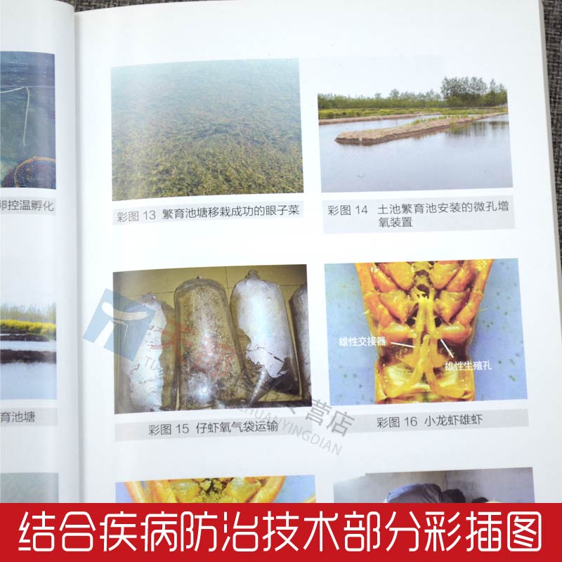 [醉染正版]小龙虾高效养殖与疾病防治技术 水产高效健康养殖丛书 小龙虾繁殖养殖技术高清大图