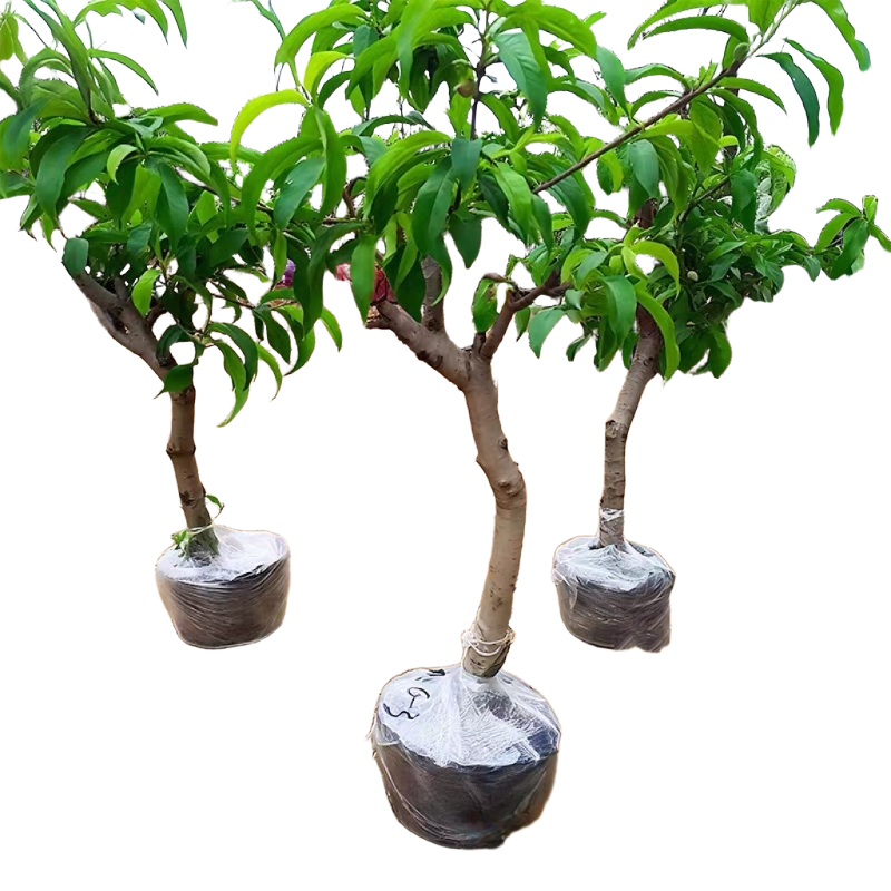 诚智旺 桃树 3年苗/棵高清大图