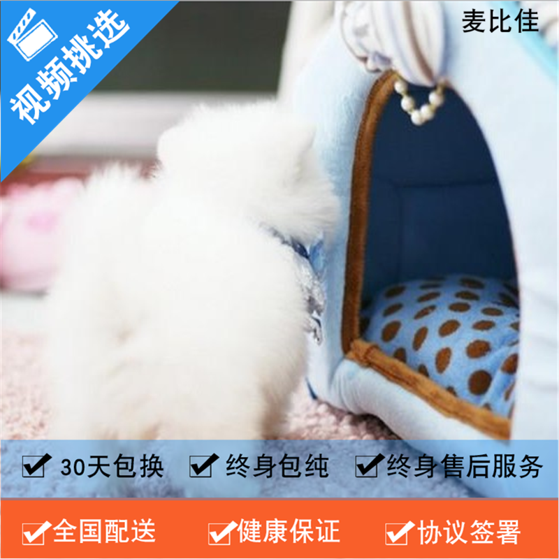 麦比佳 纯种哈多利系球体博美犬活体动物 茶杯博美犬 日系俊杰双血统长不大的茶杯狗白色博美犬 赛级博美犬活体狗狗纯种博美犬高清大图