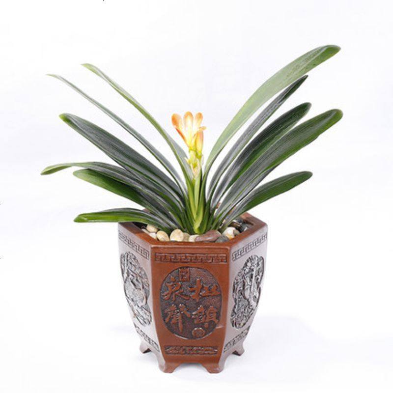 君子兰苗盆栽精品绿植室内花卉圆头和尚5年大苗带花当年开花清仓