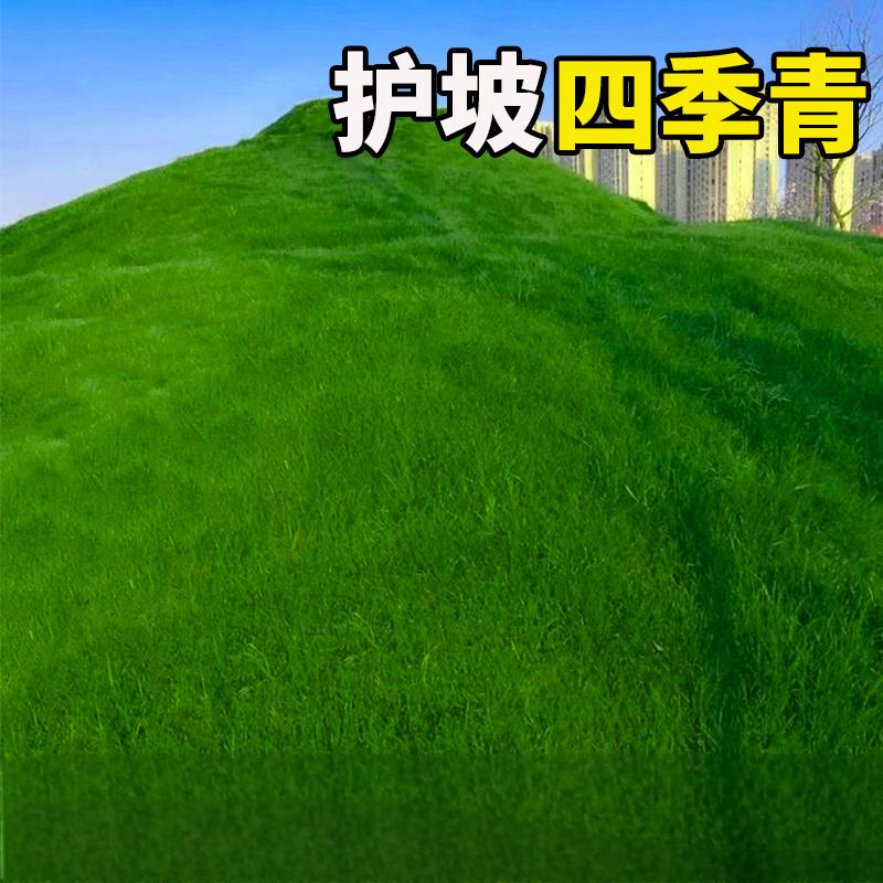 新鲜生活 四季常青护坡固土耐寒耐旱边坡绿化草坪草籽免修剪黑麦草高羊茅籽草种子 25kg高清大图