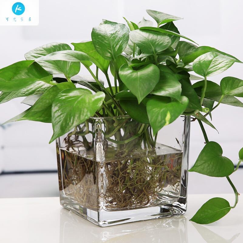 18新款水培植物玻璃瓶方缸玻璃花瓶透明绿萝睡莲铜钱水养花盆器皿容器18新款*18新款*18新款方缸中等