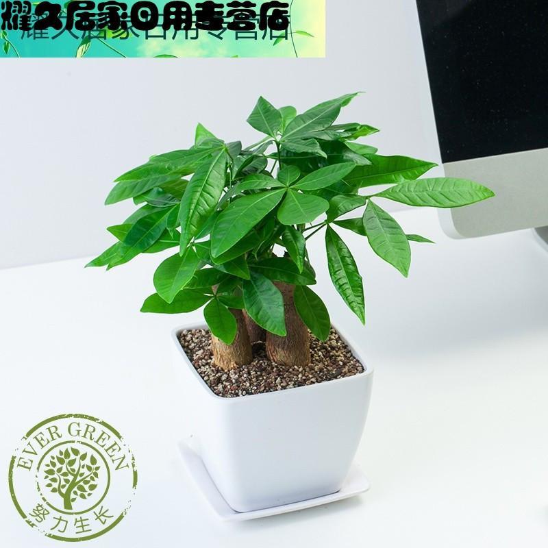 财树盆栽室内客厅吸甲醛防辐射植物 办公室室内绿植 桌面小盆景