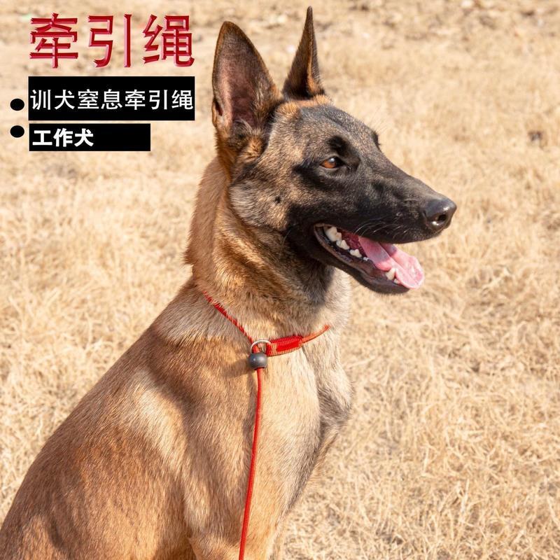 红色 训犬专用 牵引绳70cm+p绳70cm 尼龙窒息牵引绳训犬具工作犬马犬东德牧羊犬防止暴冲一体牵引绳