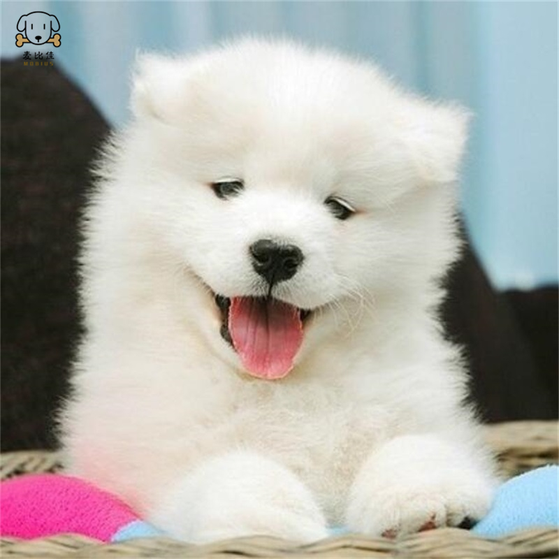麦比佳 萨摩耶犬幼犬 萨摩耶犬狗狗活体纯种血统中大型雪橇犬萨摩大骨架熊版澳版微笑天使纯白色萨摩耶宠物狗高清大图