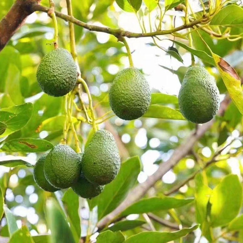 [五个农民]精品云南红河牛油果 中果4个装 单果140-170克 生鲜热带水果