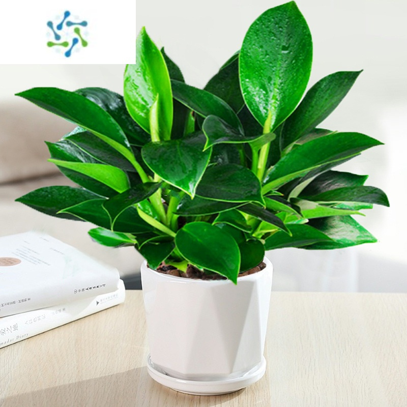 三维工匠金钻盆栽绿萝箩公主水培办公室易活绿植物室内花卉大全