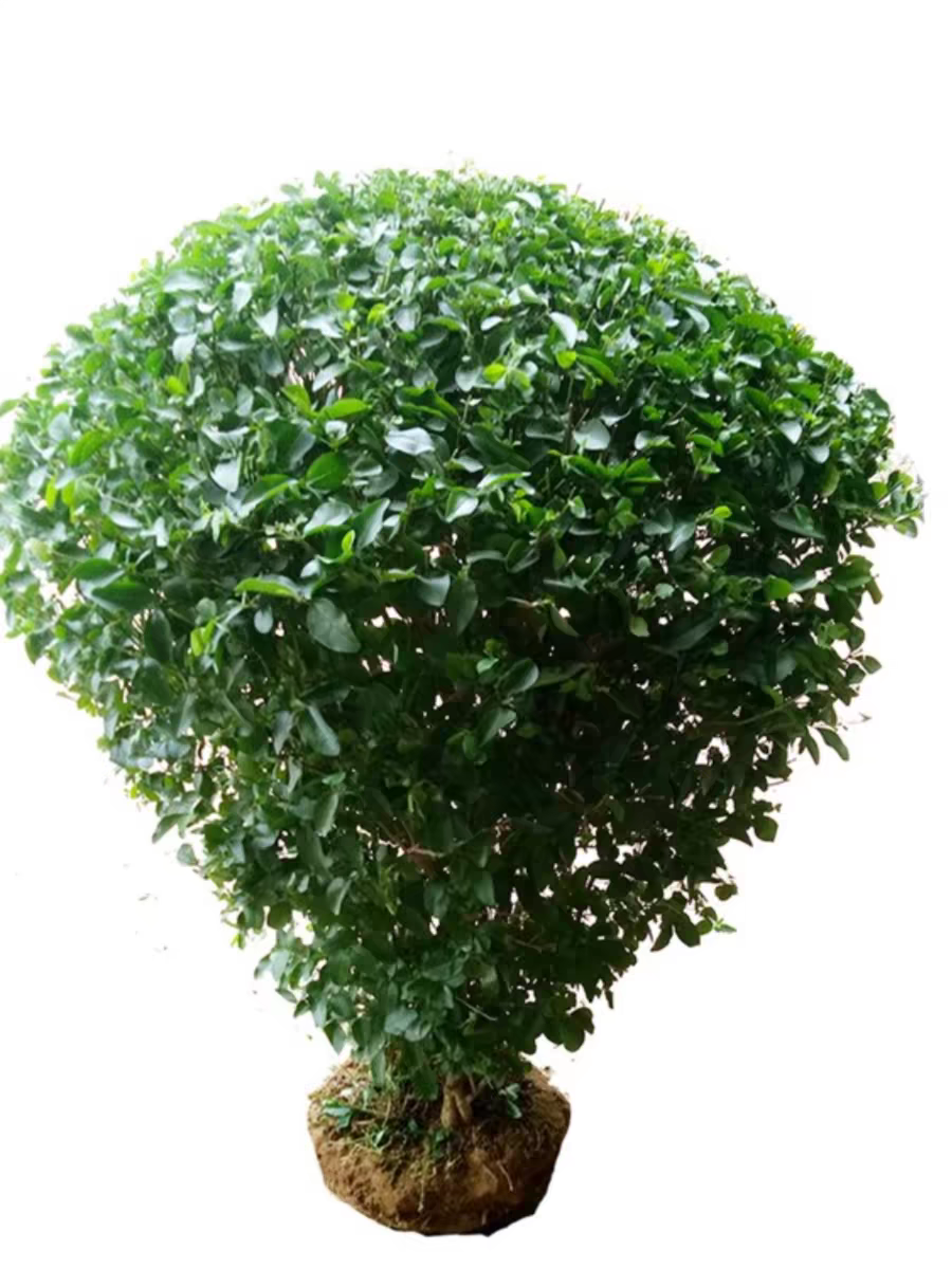 诚智旺 小叶女贞球 冠幅80cm /棵
