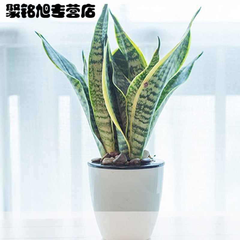 (带盆栽好)金边虎皮兰绿植盆栽植物阳台办公桌窗台茶几书房盆栽绿植客厅花卉盆栽自动吸水虎皮兰花卉绿植盆栽
