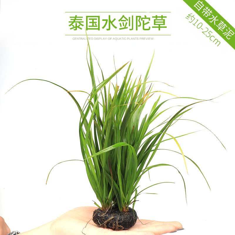 鱼缸造景套餐性水榕沉木真水草淡水无土植物增氧趴地矮珍珠