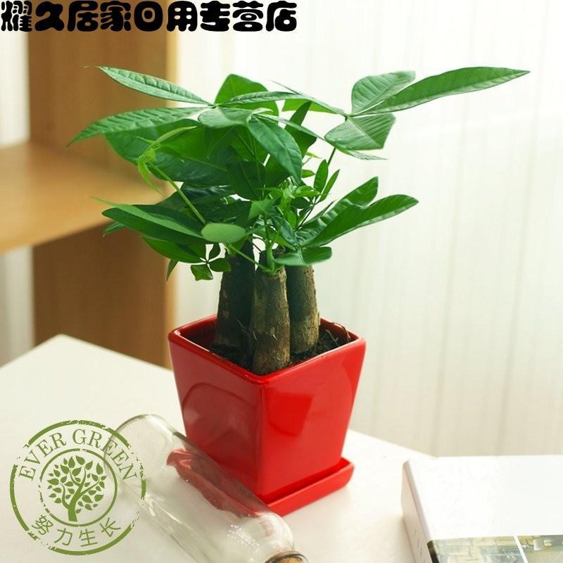 财树盆栽室内客厅吸甲醛防辐射植物 办公室室内绿植 桌面小盆景