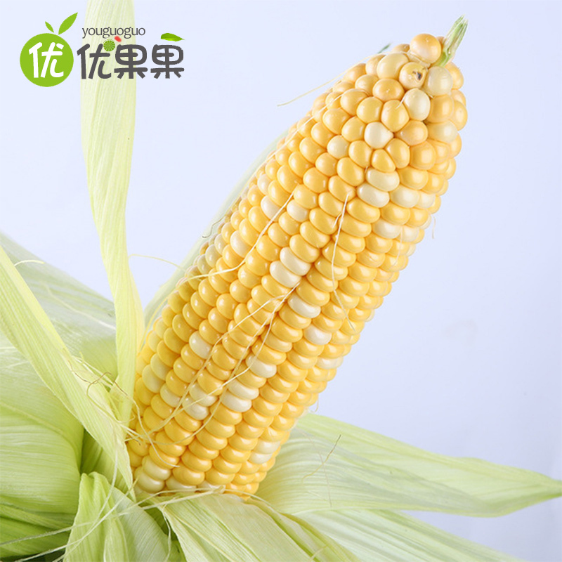 云南水果玉米4.5斤 约4-9根左右新鲜玉米鲜货蔬菜甜脆包谷鲜嫩多汁