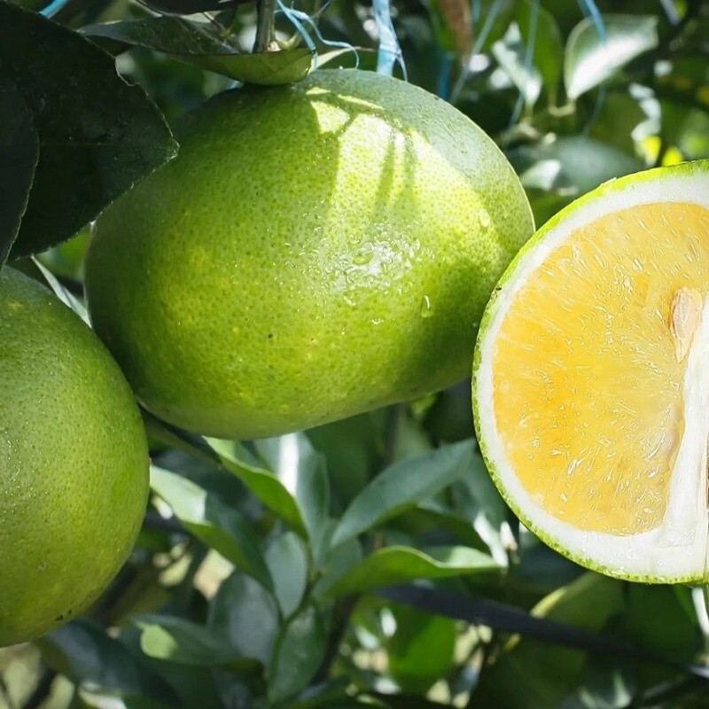 鲜木清甜爆汁福建青皮黄金甜葡萄柚新鲜孕妇时令水果青皮葡萄柚西柚