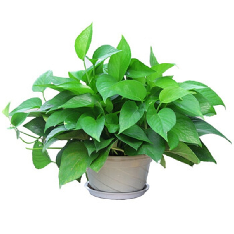 琳朗(LINLANG) 绿萝 去除甲醛植物盆栽 室内吸净化空气 两盆装