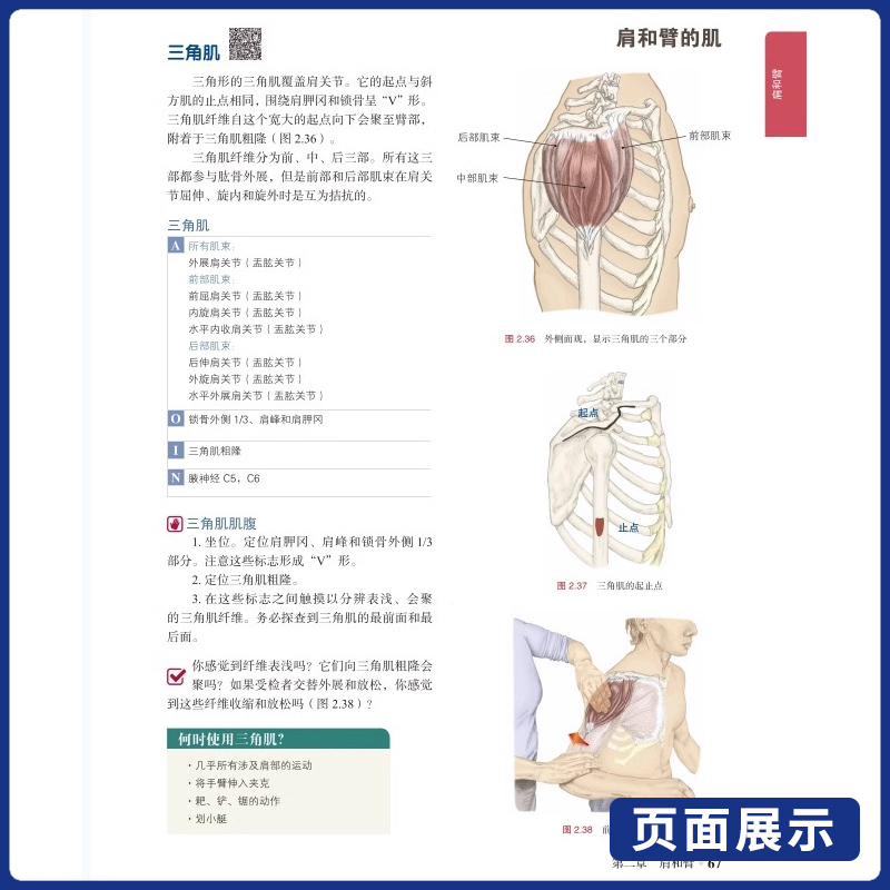 [正版]推拿按摩的解剖学基础第6版探查人体触感差异推拿按摩书籍教程人体结构肌肉解刨运动系统局部疗法物理康复治疗师肌骨触高清大图