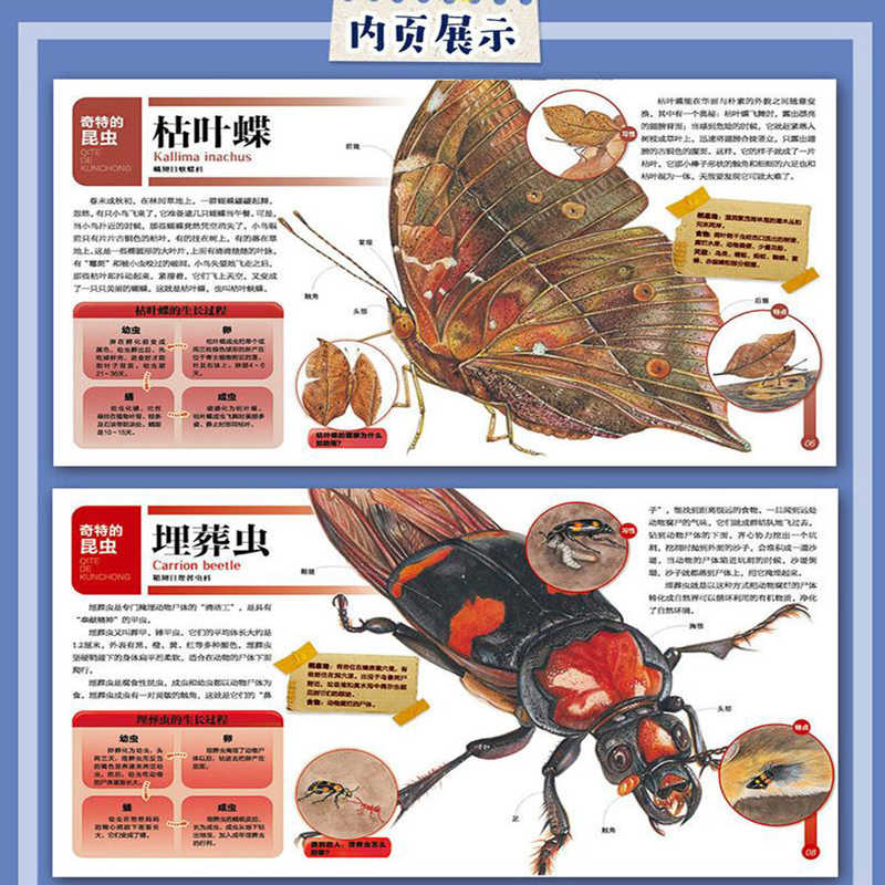[醉染正版]精装硬壳 千奇百怪的奇特昆虫 孩子爱不释手的昆虫翻翻书 走进昆虫王国 翻阅生命奥秘 神奇植物立体书 儿童3d高清大图