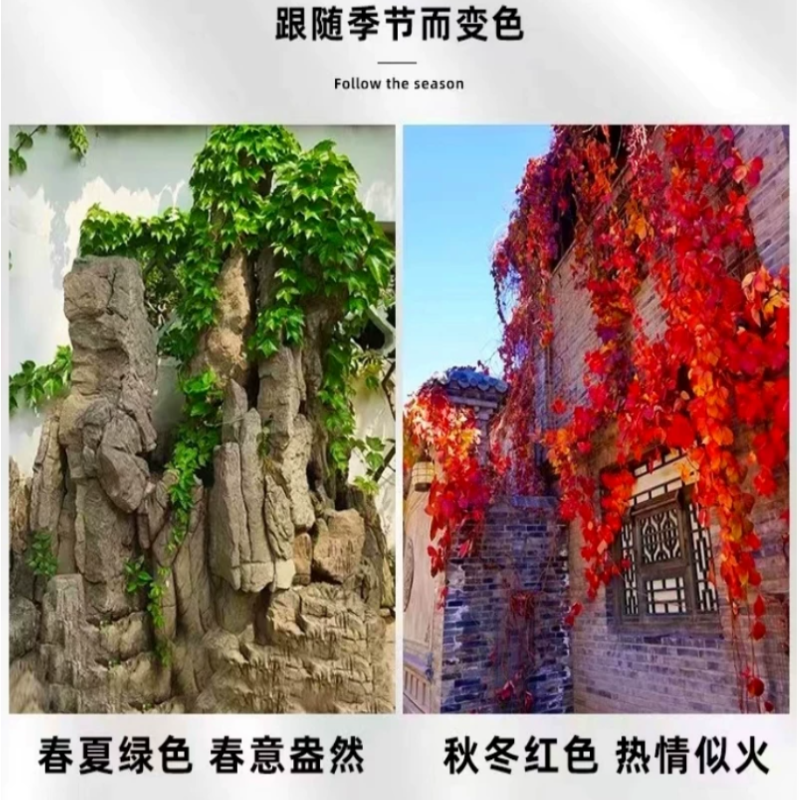 诚智旺 爬山虎 1m/棵高清大图