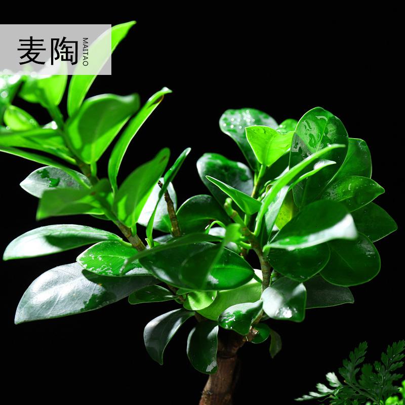 美帮汇创禅意新中式哥窑陶瓷花盆小叶榕树盆栽盆景家用办公室净化空气高清大图