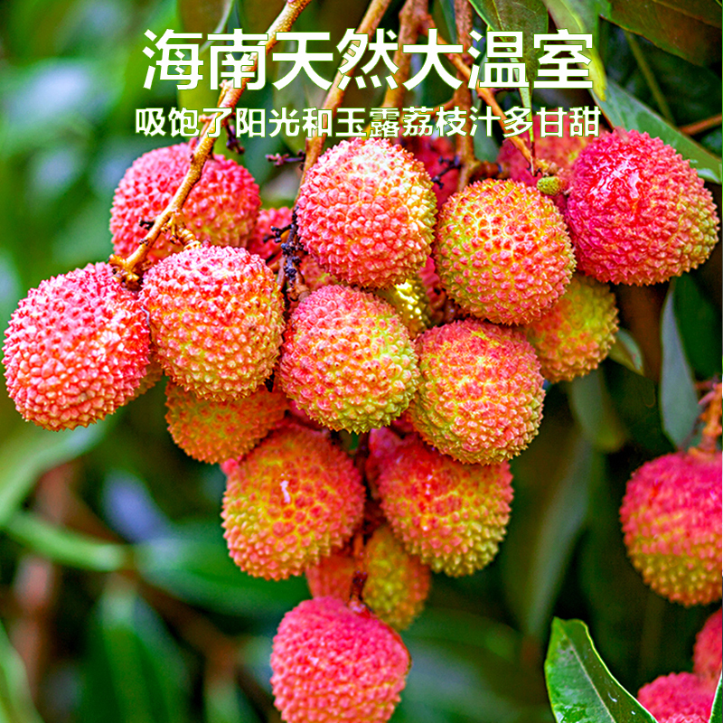 冠町海南妃子笑荔枝净重4548斤单果18g新鲜水果生鲜