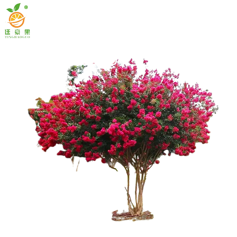 廷豪果 紫薇花 1.5米 /棵高清大图