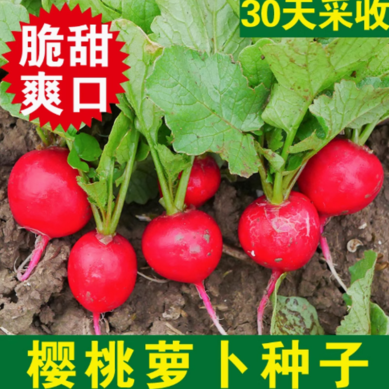 好润青樱桃萝卜种子 400粒袋装高清大图